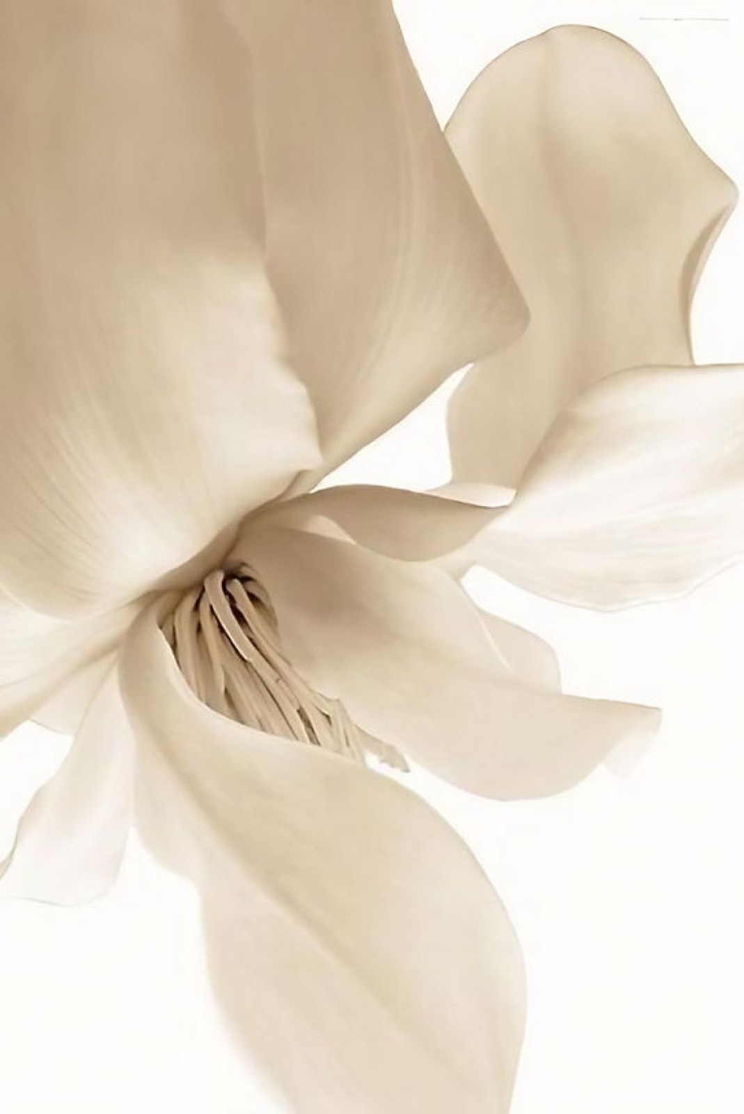 Magnolia
