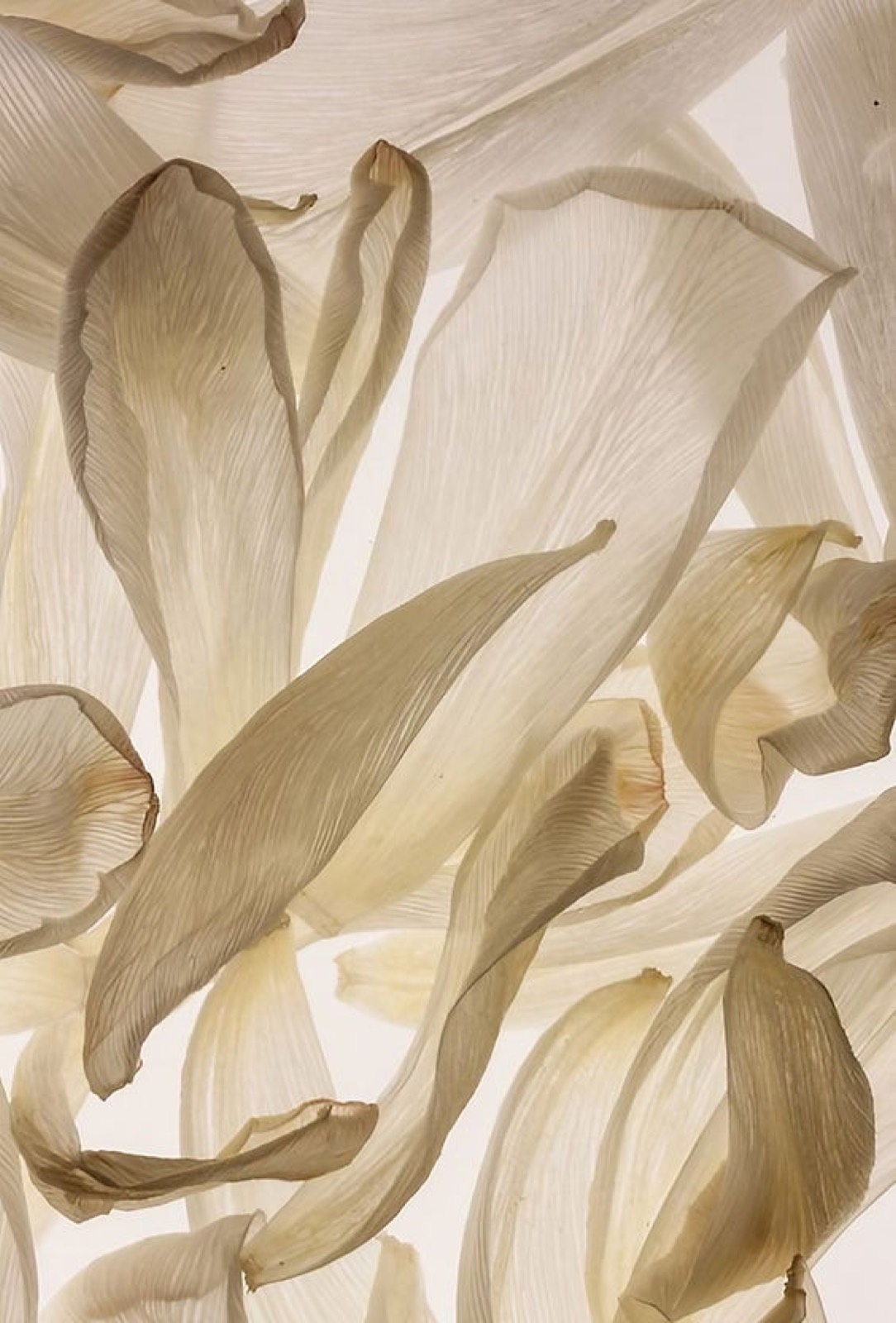 Petal Study