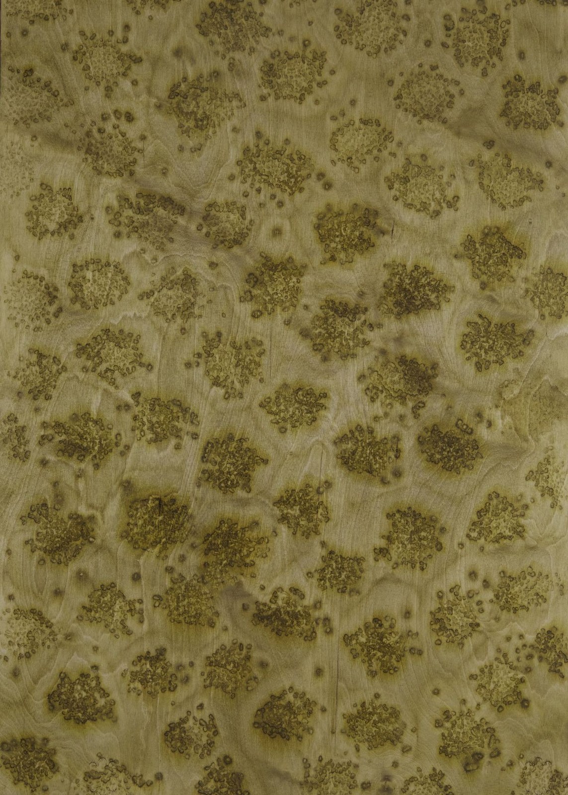 A sheet of burl veneer, clusters of wild figure scattered across pale ground.